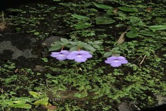 Achimenes longiflora